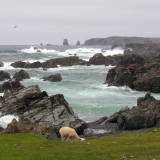 AroundNL-18 Sheep browse the dramatic coastline at Bonavista