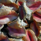 75 Empty shells left by conch fishermen