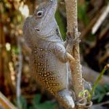 94 Lizards abound in the Bahamas